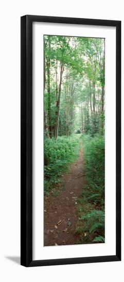 Trail Passing Through a Forest, Adirondack Mountains, Old Forge, Herkimer County-null-Framed Photographic Print