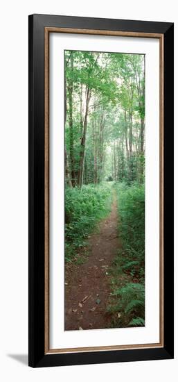 Trail Passing Through a Forest, Adirondack Mountains, Old Forge, Herkimer County-null-Framed Photographic Print