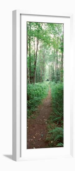 Trail Passing Through a Forest, Adirondack Mountains, Old Forge, Herkimer County-null-Framed Photographic Print