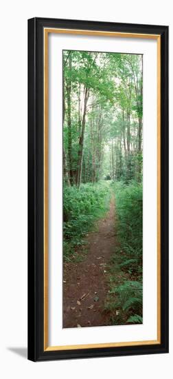 Trail Passing Through a Forest, Adirondack Mountains, Old Forge, Herkimer County-null-Framed Photographic Print