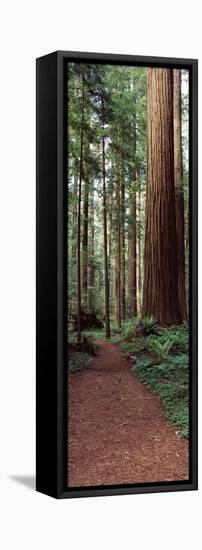 Trail Passing Through a Redwood Forest, Redwood National Park, California, USA-null-Framed Premier Image Canvas