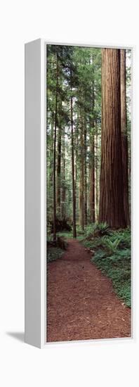 Trail Passing Through a Redwood Forest, Redwood National Park, California, USA-null-Framed Premier Image Canvas