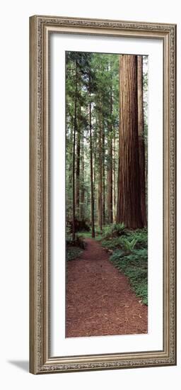 Trail Passing Through a Redwood Forest, Redwood National Park, California, USA-null-Framed Photographic Print