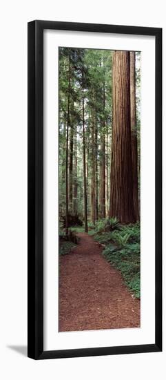 Trail Passing Through a Redwood Forest, Redwood National Park, California, USA-null-Framed Photographic Print