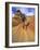 Trail Runner on Sandstone, Coyote Buttes, Utah, USA-Chuck Haney-Framed Photographic Print