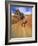 Trail Runner on Sandstone, Coyote Buttes, Utah, USA-Chuck Haney-Framed Photographic Print