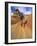 Trail Runner on Sandstone, Coyote Buttes, Utah, USA-Chuck Haney-Framed Photographic Print