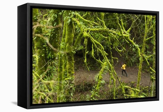 Trail Running On The Wildwood Trail In Forest Park. Portland, Oregon-Justin Bailie-Framed Premier Image Canvas