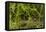 Trail Running On The Wildwood Trail In Forest Park. Portland, Oregon-Justin Bailie-Framed Premier Image Canvas