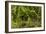 Trail Running On The Wildwood Trail In Forest Park. Portland, Oregon-Justin Bailie-Framed Photographic Print