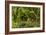 Trail Running On The Wildwood Trail In Forest Park. Portland, Oregon-Justin Bailie-Framed Photographic Print