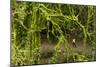 Trail Running On The Wildwood Trail In Forest Park. Portland, Oregon-Justin Bailie-Mounted Photographic Print