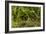 Trail Running On The Wildwood Trail In Forest Park. Portland, Oregon-Justin Bailie-Framed Photographic Print