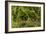 Trail Running On The Wildwood Trail In Forest Park. Portland, Oregon-Justin Bailie-Framed Photographic Print