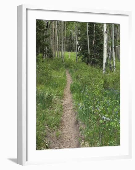 Trail Through Aspen Forest in the Pecos Wilderness, Sangre De Cristo Mountains, New Mexico-null-Framed Photographic Print