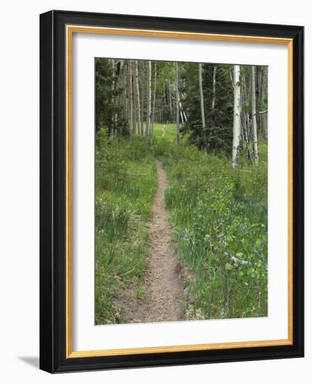 Trail Through Aspen Forest in the Pecos Wilderness, Sangre De Cristo Mountains, New Mexico-null-Framed Photographic Print