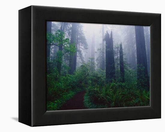 Trail Through Foggy Redwood Forest-Darrell Gulin-Framed Premier Image Canvas