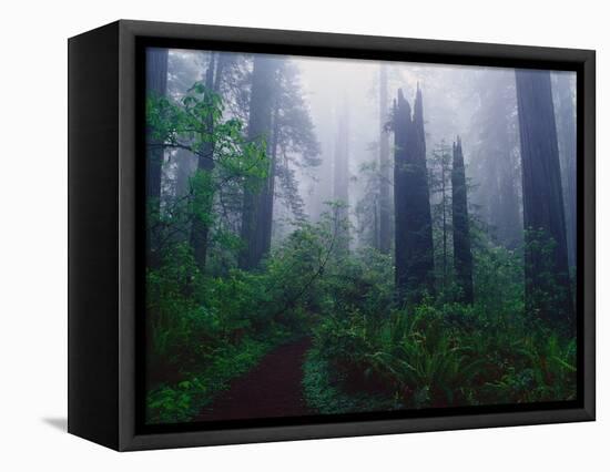 Trail Through Foggy Redwood Forest-Darrell Gulin-Framed Premier Image Canvas