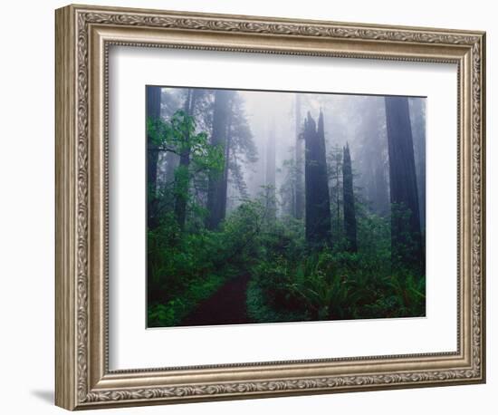 Trail Through Foggy Redwood Forest-Darrell Gulin-Framed Photographic Print