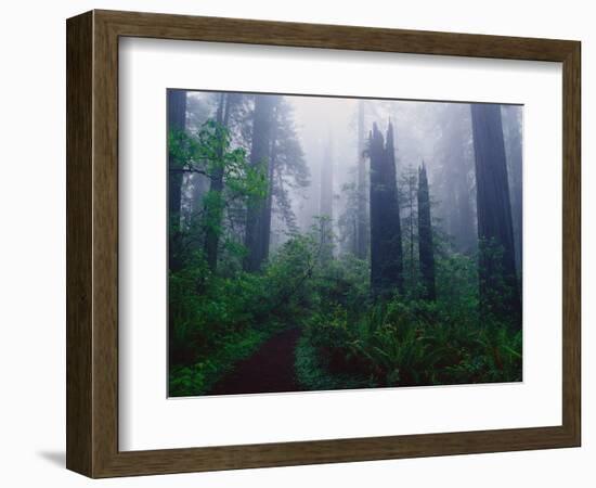 Trail Through Foggy Redwood Forest-Darrell Gulin-Framed Photographic Print