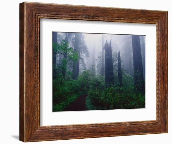 Trail Through Foggy Redwood Forest-Darrell Gulin-Framed Photographic Print