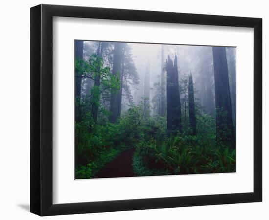 Trail Through Foggy Redwood Forest-Darrell Gulin-Framed Photographic Print