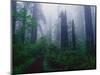 Trail Through Foggy Redwood Forest-Darrell Gulin-Mounted Photographic Print