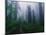 Trail Through Foggy Redwood Forest-Darrell Gulin-Mounted Photographic Print