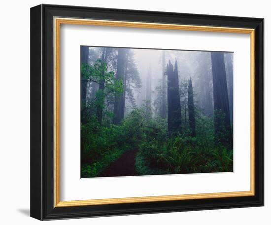 Trail Through Foggy Redwood Forest-Darrell Gulin-Framed Photographic Print