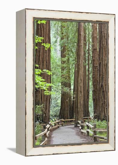 Trail Through Muir Woods National Monument, California, USA-Jaynes Gallery-Framed Premier Image Canvas