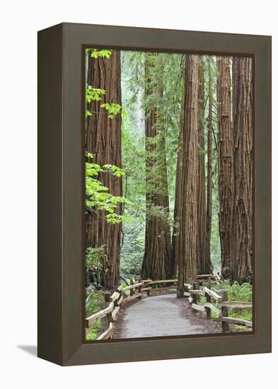 Trail Through Muir Woods National Monument, California, USA-Jaynes Gallery-Framed Premier Image Canvas