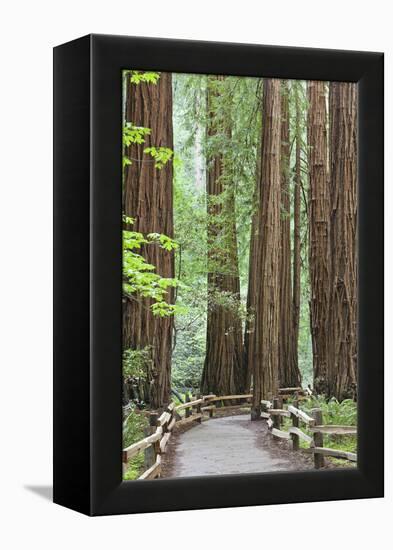 Trail Through Muir Woods National Monument, California, USA-Jaynes Gallery-Framed Premier Image Canvas