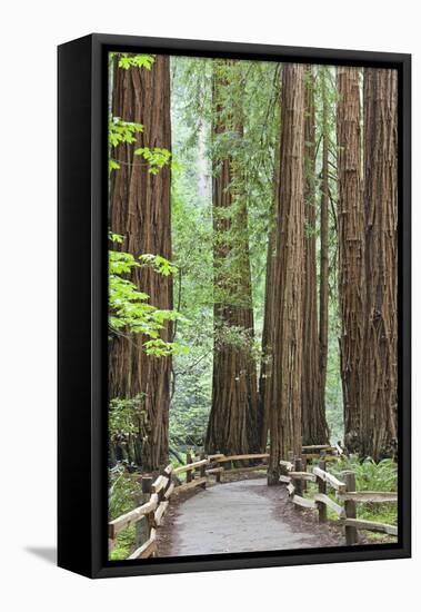 Trail Through Muir Woods National Monument, California, USA-Jaynes Gallery-Framed Premier Image Canvas