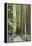 Trail Through Muir Woods National Monument, California, USA-Jaynes Gallery-Framed Premier Image Canvas