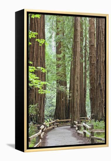 Trail Through Muir Woods National Monument, California, USA-Jaynes Gallery-Framed Premier Image Canvas