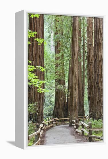 Trail Through Muir Woods National Monument, California, USA-Jaynes Gallery-Framed Premier Image Canvas