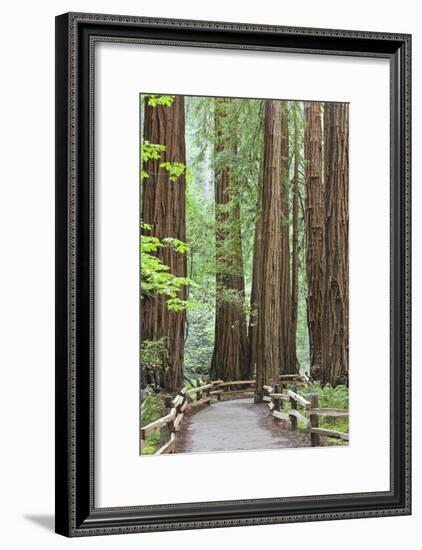 Trail Through Muir Woods National Monument, California, USA-Jaynes Gallery-Framed Photographic Print