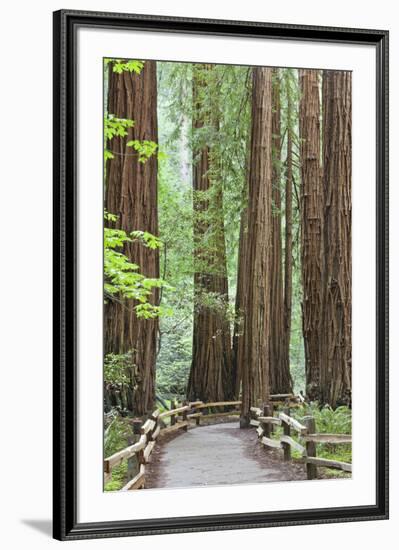 Trail Through Muir Woods National Monument, California, USA-Jaynes Gallery-Framed Photographic Print