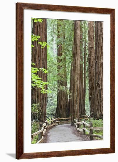 Trail Through Muir Woods National Monument, California, USA-Jaynes Gallery-Framed Photographic Print