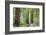 Trail Through Muir Woods National Monument, California, USA-Jaynes Gallery-Framed Photographic Print