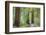 Trail Through Muir Woods National Monument, California, USA-Jaynes Gallery-Framed Photographic Print