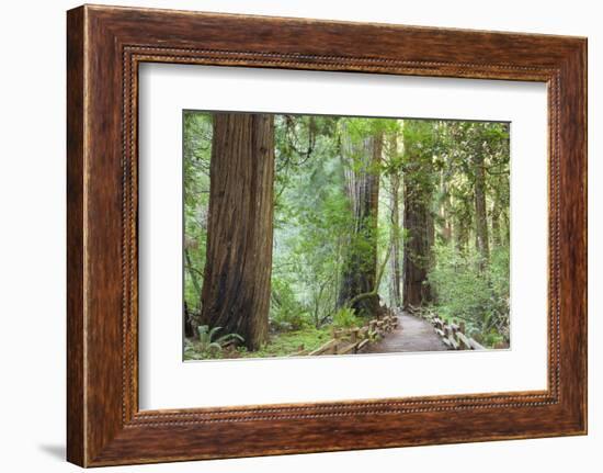 Trail Through Muir Woods National Monument, California, USA-Jaynes Gallery-Framed Photographic Print