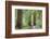 Trail Through Muir Woods National Monument, California, USA-Jaynes Gallery-Framed Photographic Print