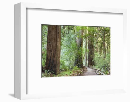 Trail Through Muir Woods National Monument, California, USA-Jaynes Gallery-Framed Photographic Print