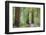 Trail Through Muir Woods National Monument, California, USA-Jaynes Gallery-Framed Photographic Print