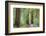 Trail Through Muir Woods National Monument, California, USA-Jaynes Gallery-Framed Photographic Print