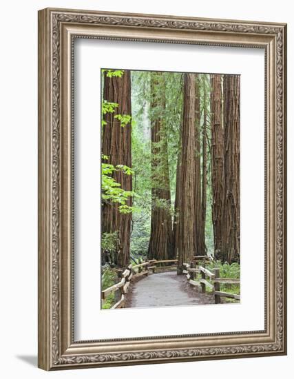 Trail Through Muir Woods National Monument, California, USA-Jaynes Gallery-Framed Photographic Print