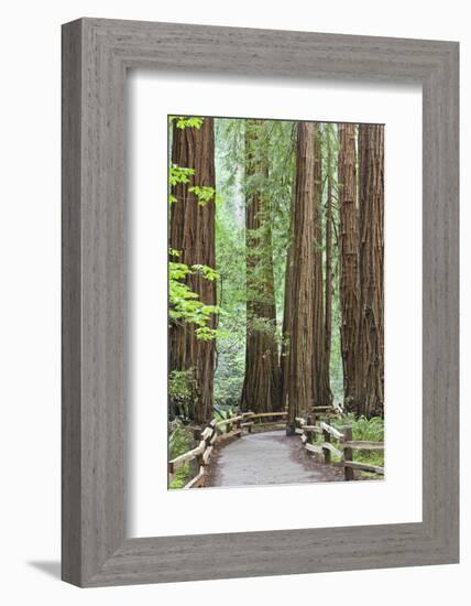 Trail Through Muir Woods National Monument, California, USA-Jaynes Gallery-Framed Photographic Print