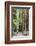 Trail Through Muir Woods National Monument, California, USA-Jaynes Gallery-Framed Photographic Print