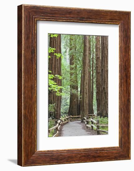 Trail Through Muir Woods National Monument, California, USA-Jaynes Gallery-Framed Photographic Print